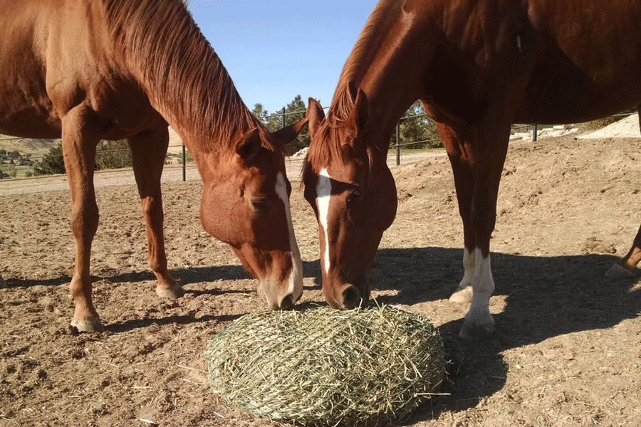 Питание лошадей – что они любят есть? 2021