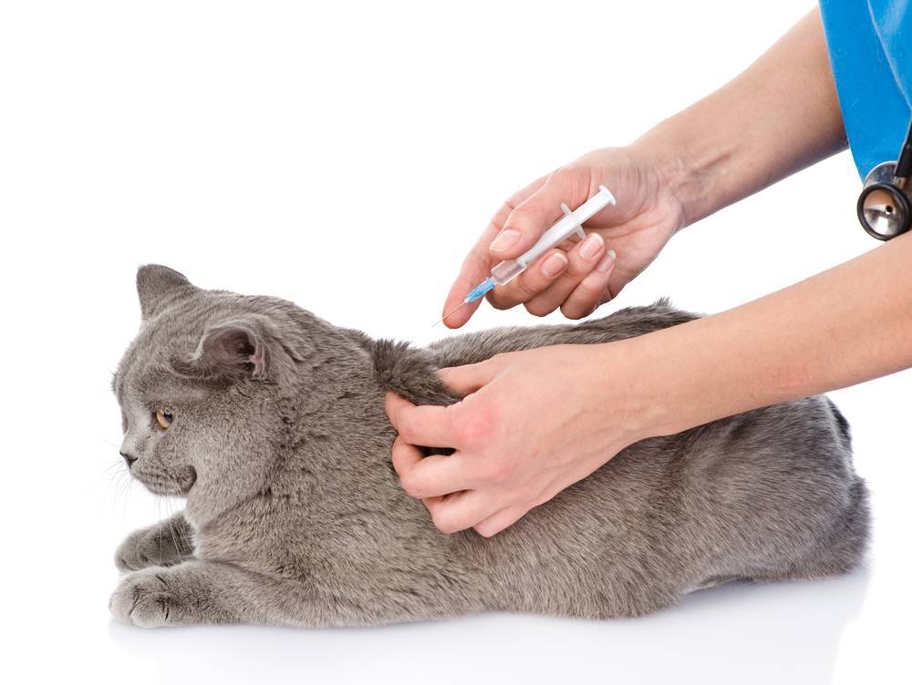 Как правильно делать уколы кошке