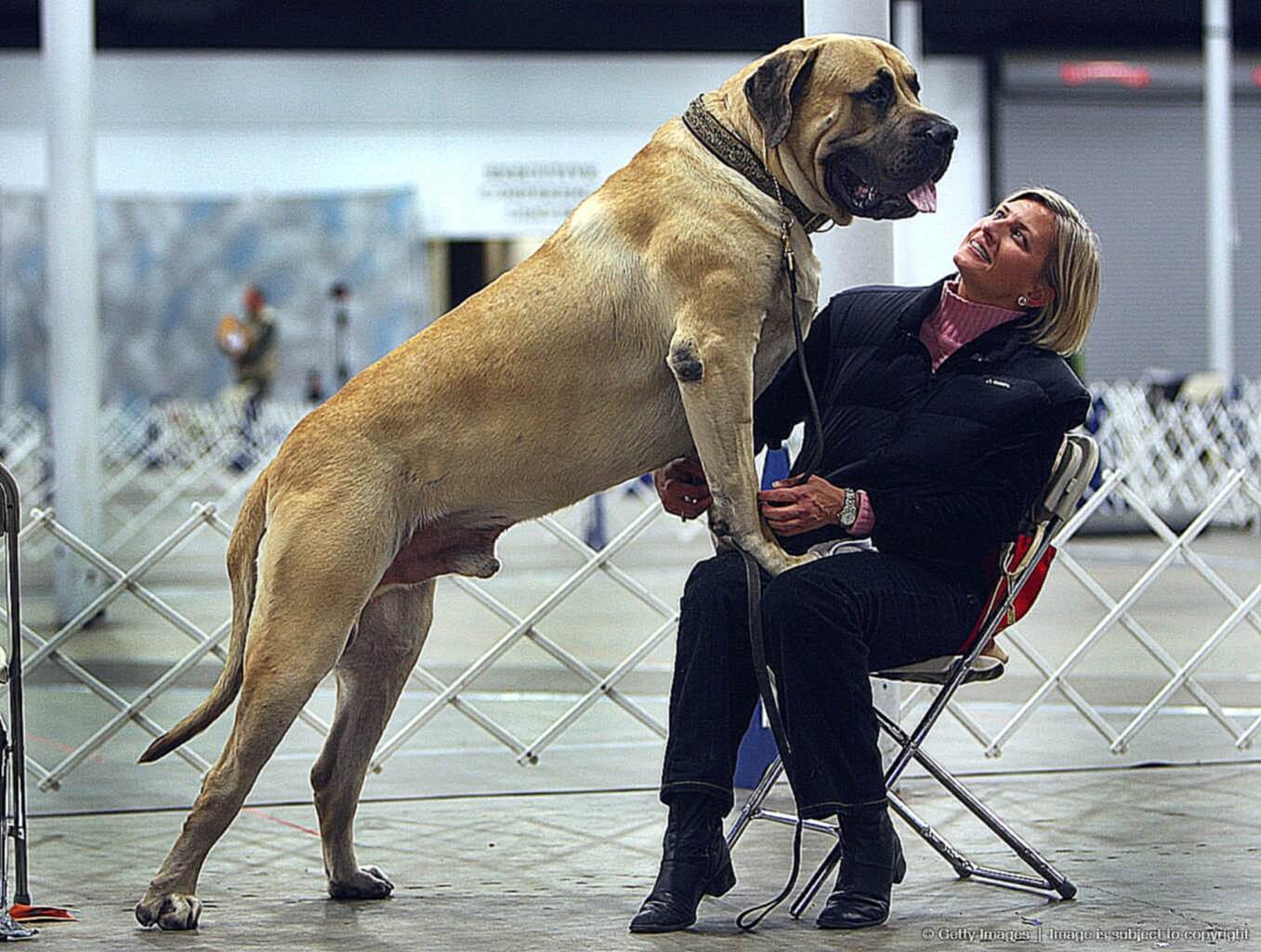 Самая большая собака в мире: топ-10 самых больших собак мира | вести