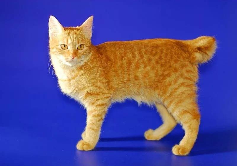 Карельский бобтейл: описание породы и характер кошки
