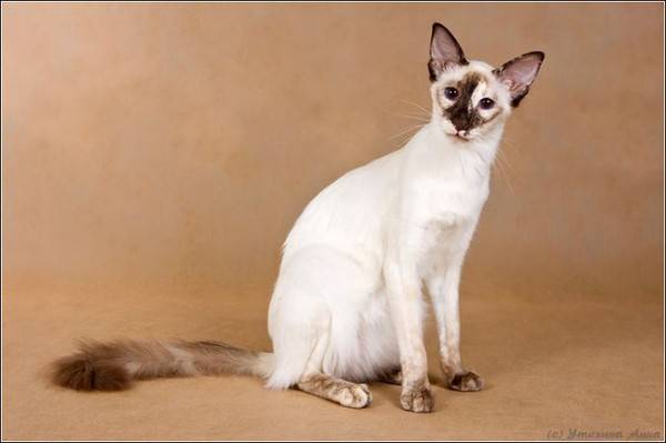 Балинезийская кошка (балинез)