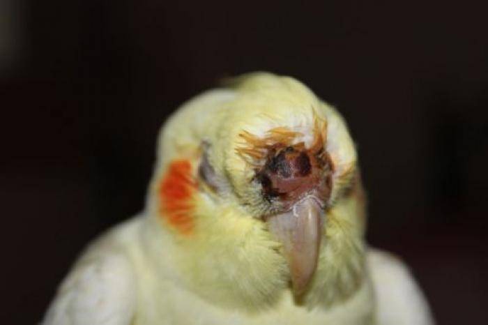 Почему попугай корелла шипит и кусается