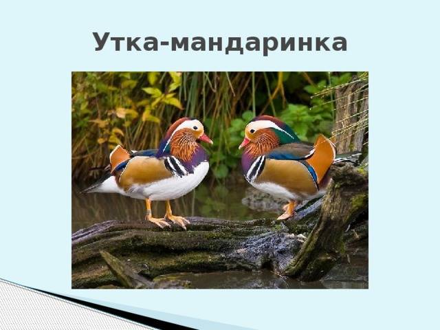 Утка мандаринка — общепризнанная красавица среди птиц: описание и фото