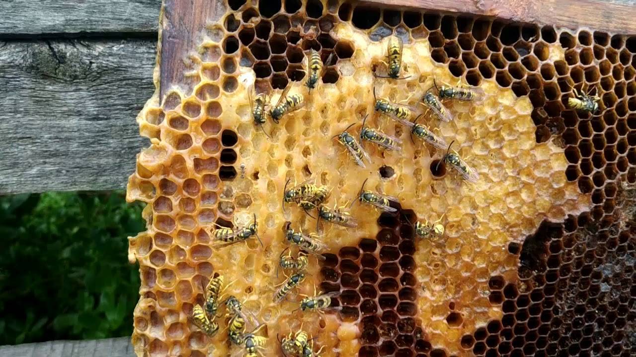 Если соседские пчелы мешают: что делать, как отвадить