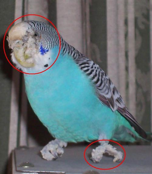 Почему попугай нахохлился и сидит с закрытыми глазами на дне клетки