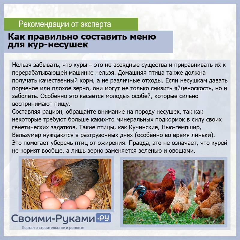 Чем кормить месячных цыплят в домашних условиях