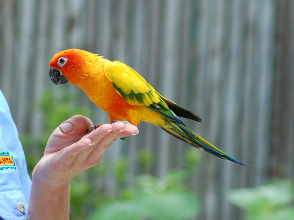 Маленькие попугаи: виды, фото самых маленьких пород в мире