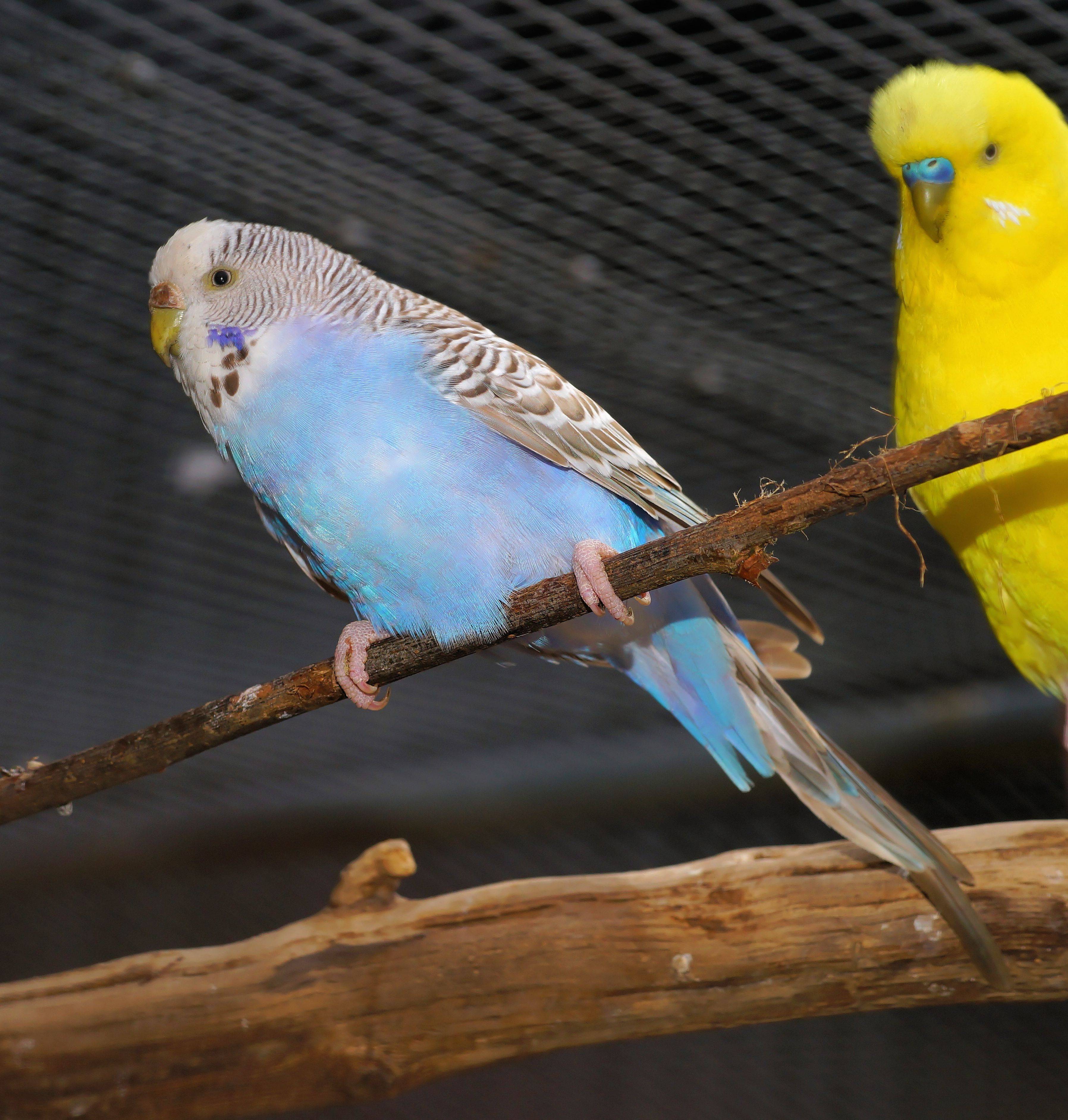 Волнистый попугай чех: особенности вида, отличия, где купить