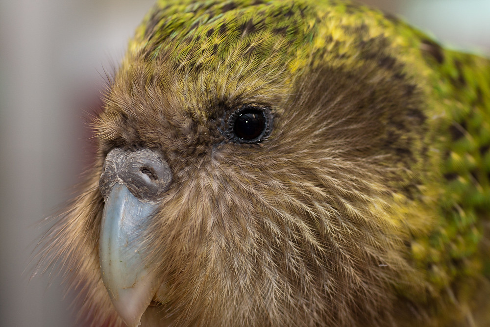 Совиный попугай (кеа или какапо): не летающий вид попугаев одиночек