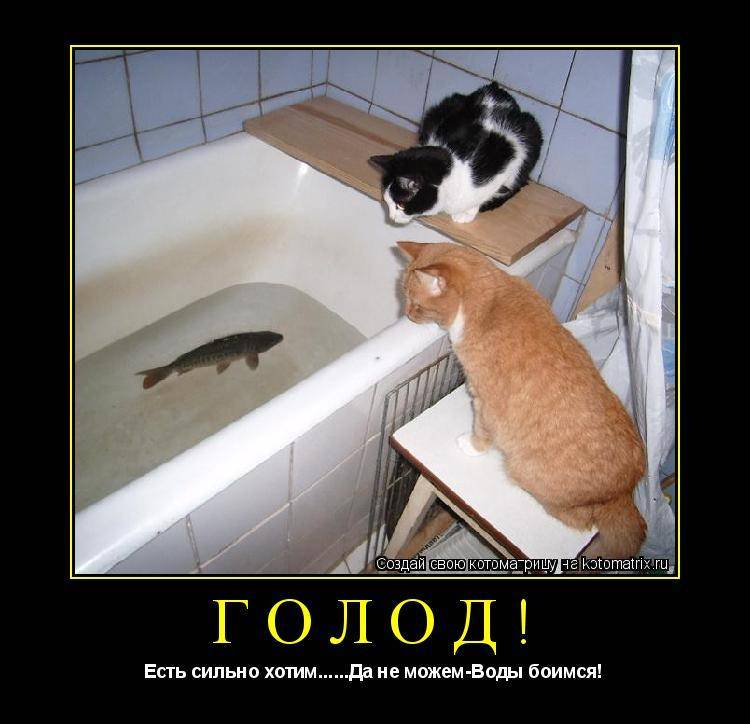 Поведение старых кошек - скд у кошек и котов, почему меняется поведение | caticat.ru