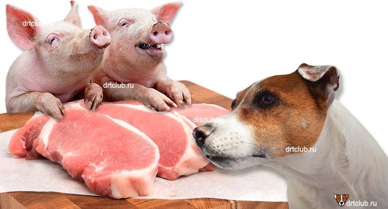 Что нельзя давать собакам: список всех запрещенных продуктов для собак (инструкция + фото)