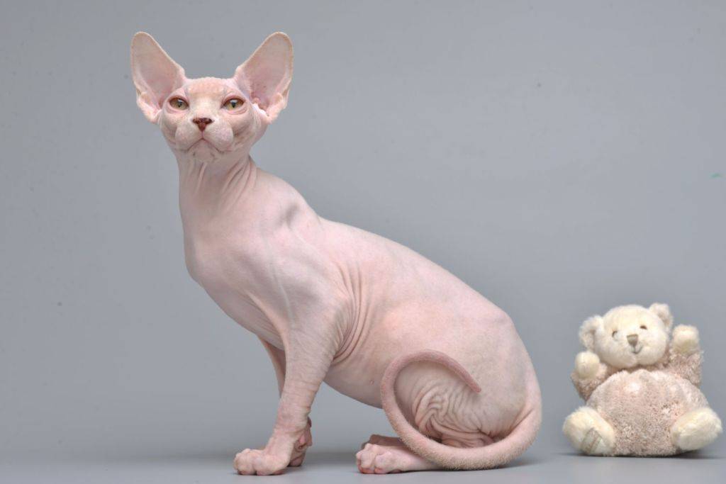 Сфинкс кошка: описание породы, внешний вид, характер лысых питомцев, уход и содержание, кормление - kotiko.ru