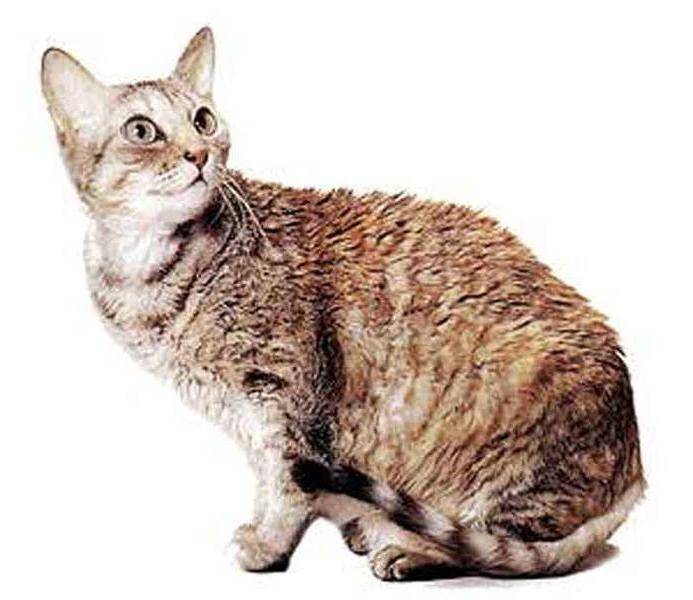 Немецкий рекс - описание кудрявой породы кошек