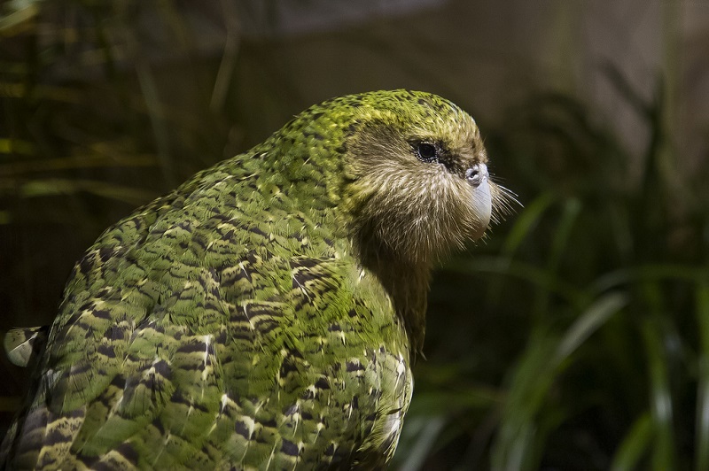 Какапо — единственный в мире нелетающий попугай
