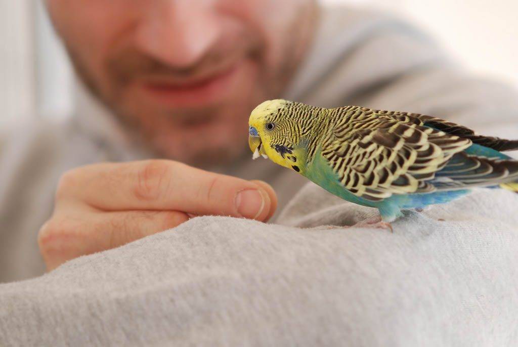 Можно ли научить волнистого попугая говорить?