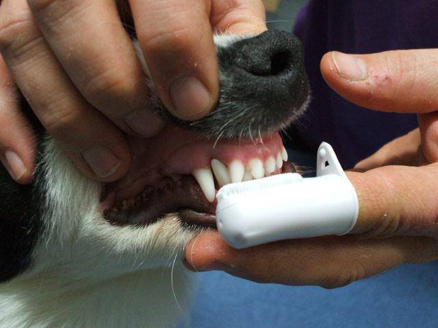 "уход за зубами, ультразвуковая чистка и лечение зубов собак и кошек" ~ ветклиника "медведица" в иваново