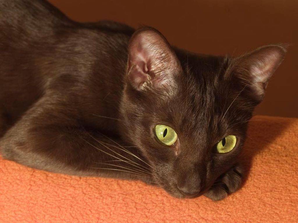 Гавана кошка — порода гаванских котов браун