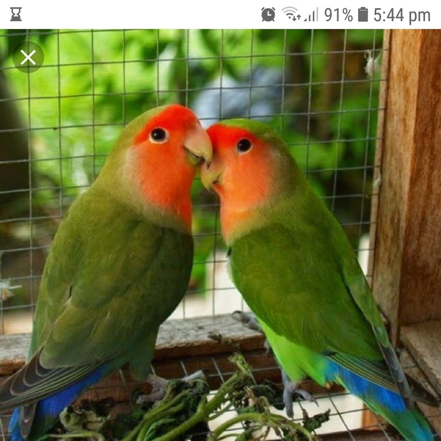 Имена для попугаев - перечень оригинальных и красивых для мальчиков или девочек