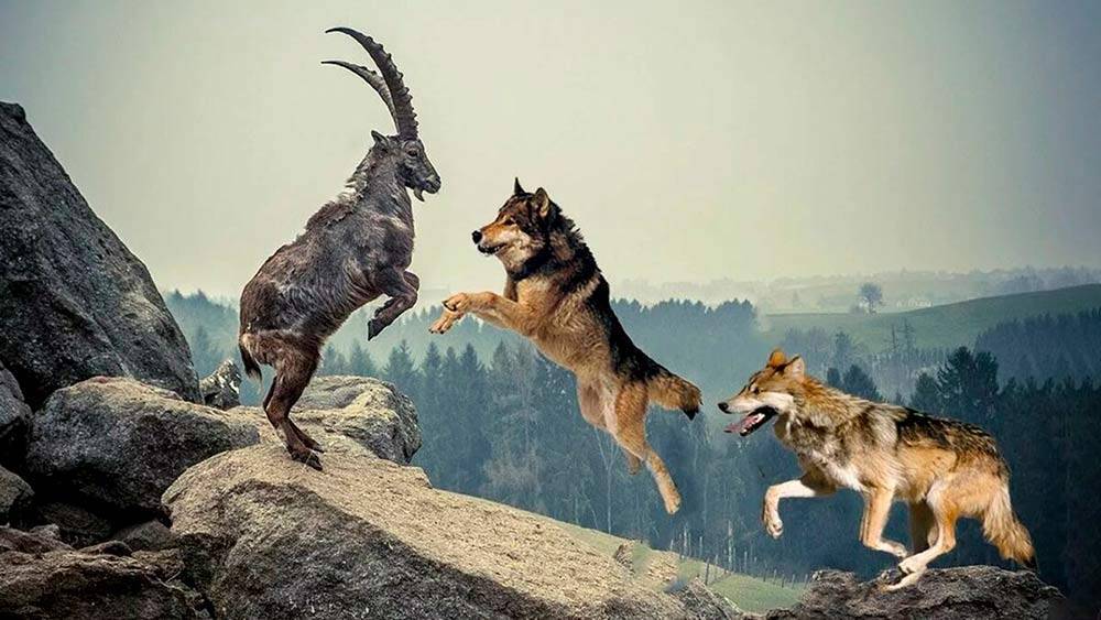 Способы охоты на волка — тактика и ключевые моменты