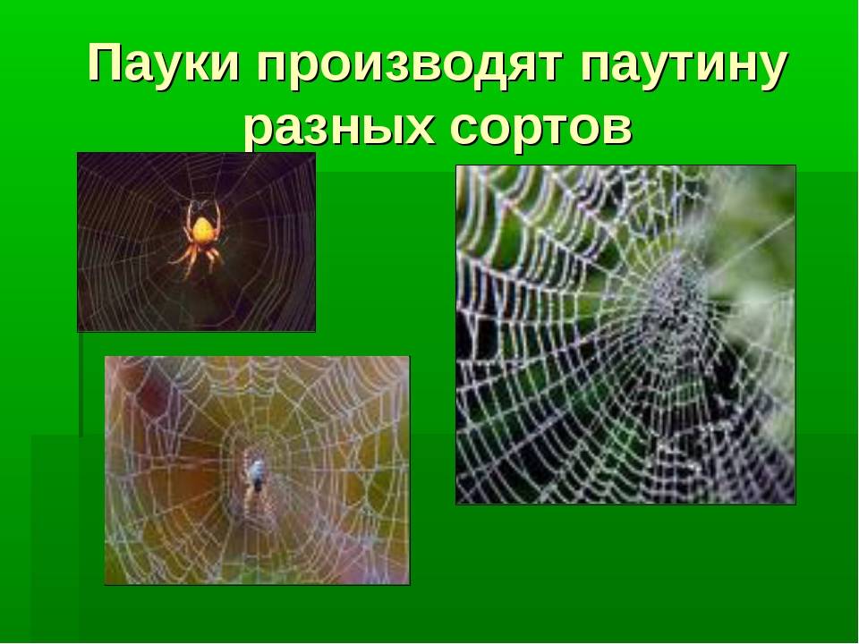 Как паук плетет паутину? зачем пауку паутина?