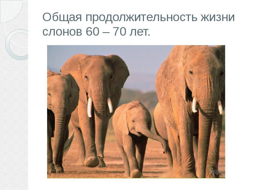 Сколько живёт слон — длительность жизни этого исполина