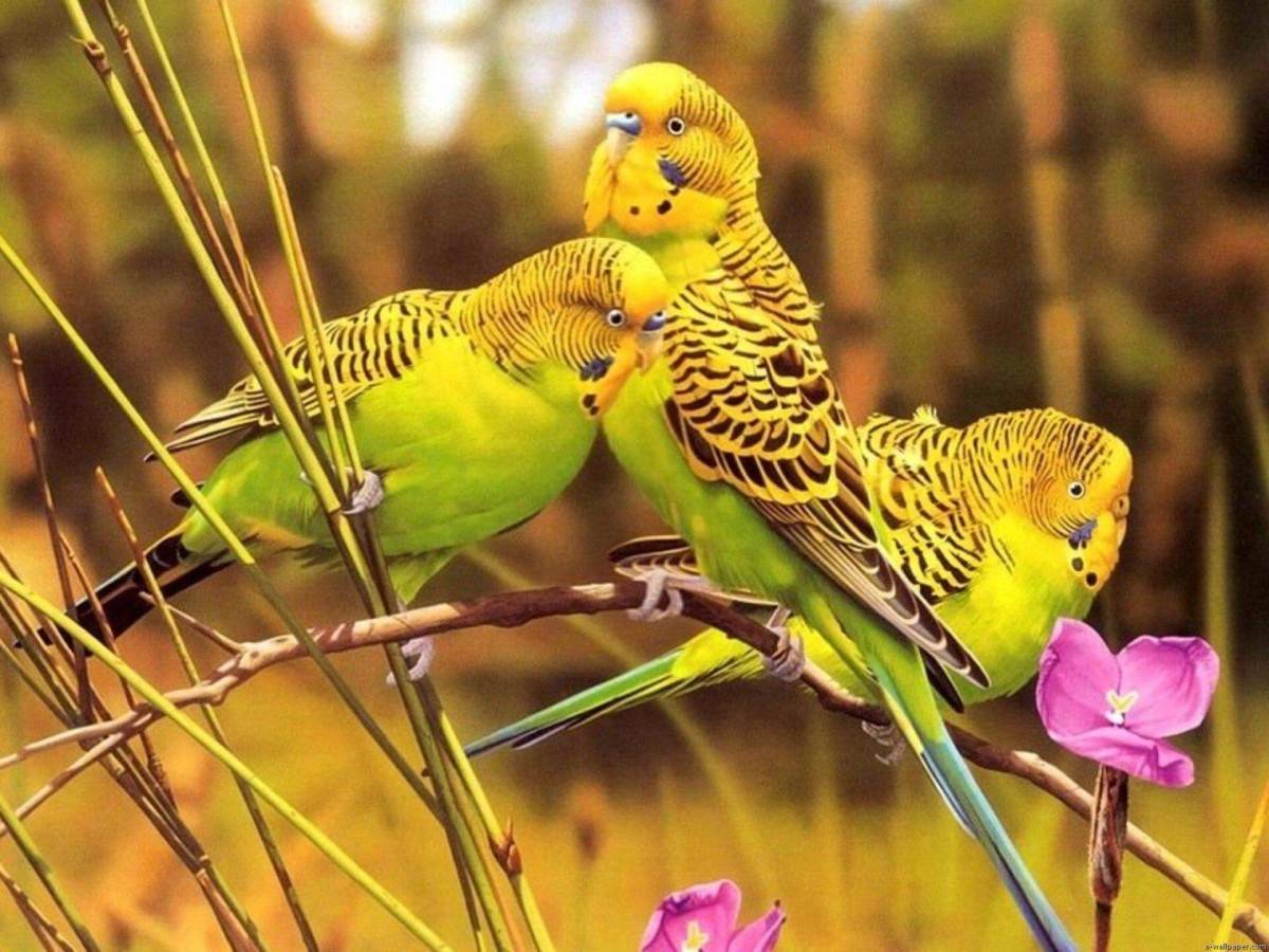 Волнистый попугай и его родина -