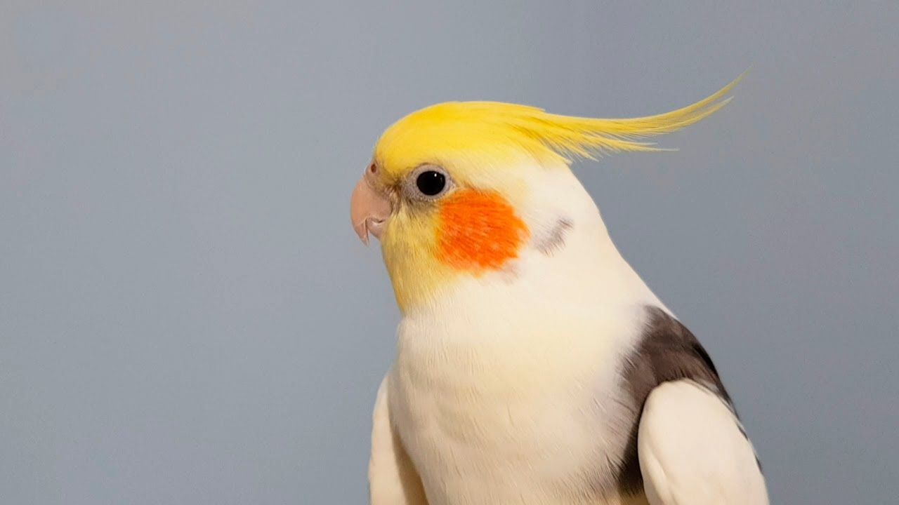 Как научить разговаривать попугая кореллу?