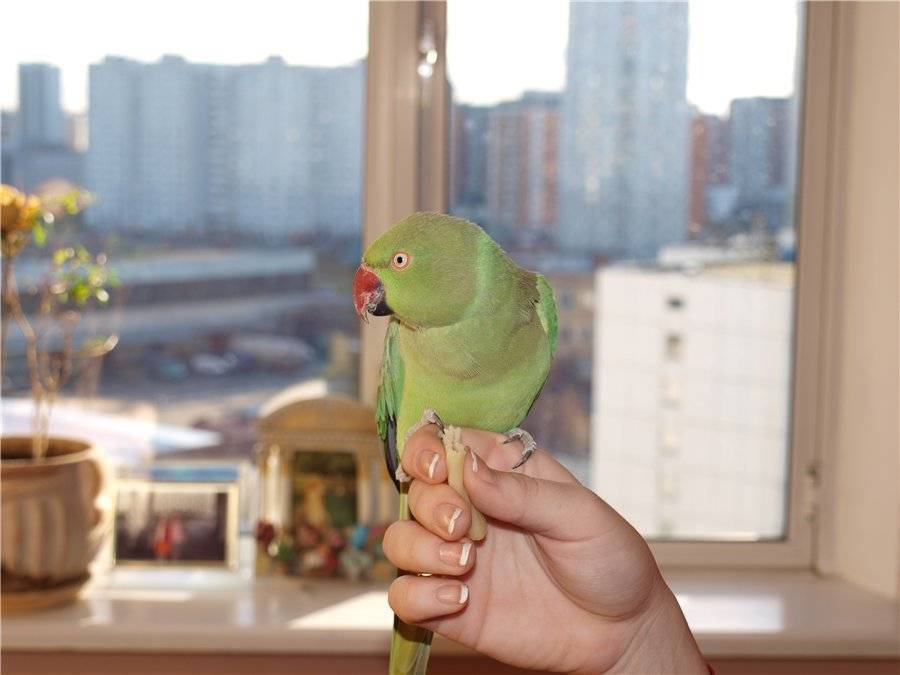 Особенности ожереловых попугаев: общая информация, виды, уход и содержание в домашних условиях