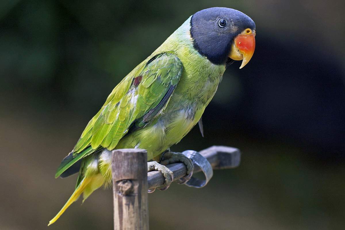 Индийский кольчатый попугай - вики
