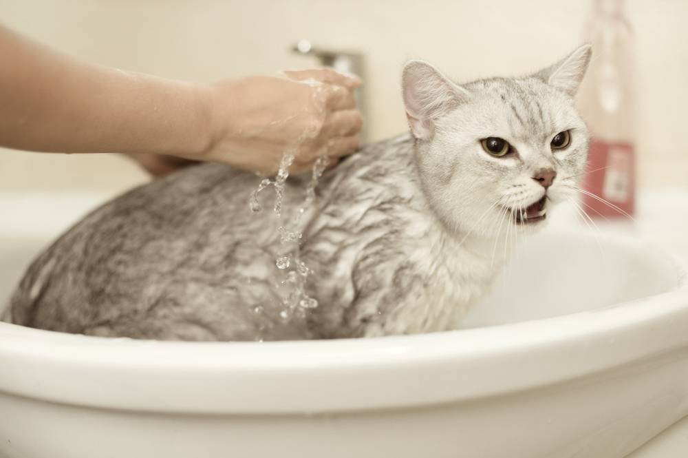 Как помыть кота, кошку