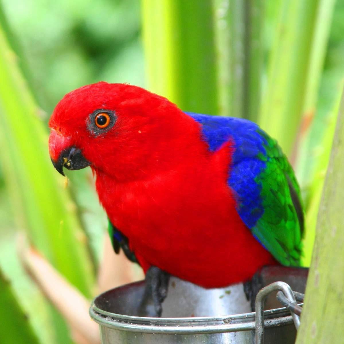 Новозеландский попугай какарик и его особенности