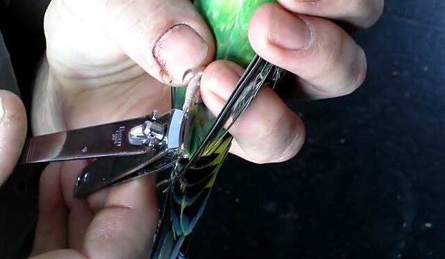 Подстригаем коготки волнистому попугаю