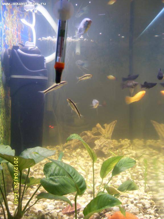 Проблемы с водой в аквариуме: что делать, если она стала мутной, зеленой, белесой или цветет, опасно ли появление беспозвоночных и нужно ли от них избавляться