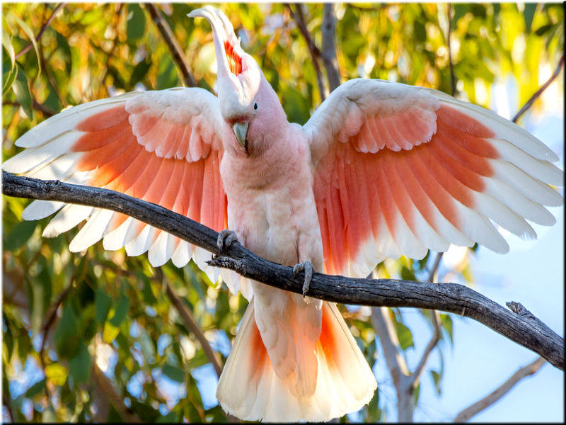 Какаду розовый: внешний вид, среда обитания, содержание в домашних условиях