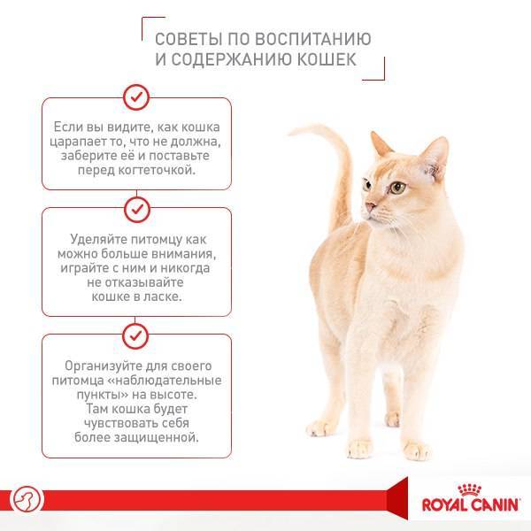 Какие болезни лечат кошки у человека: новости, кошки, лечение, альцгеймер, здоровье, эксперты, дети, домашние животные