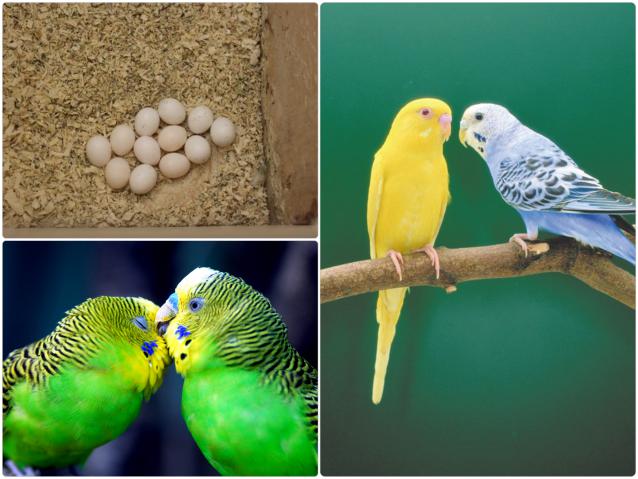 Сколько дней высиживают яйца попугаи: волнистые, корелла, жако