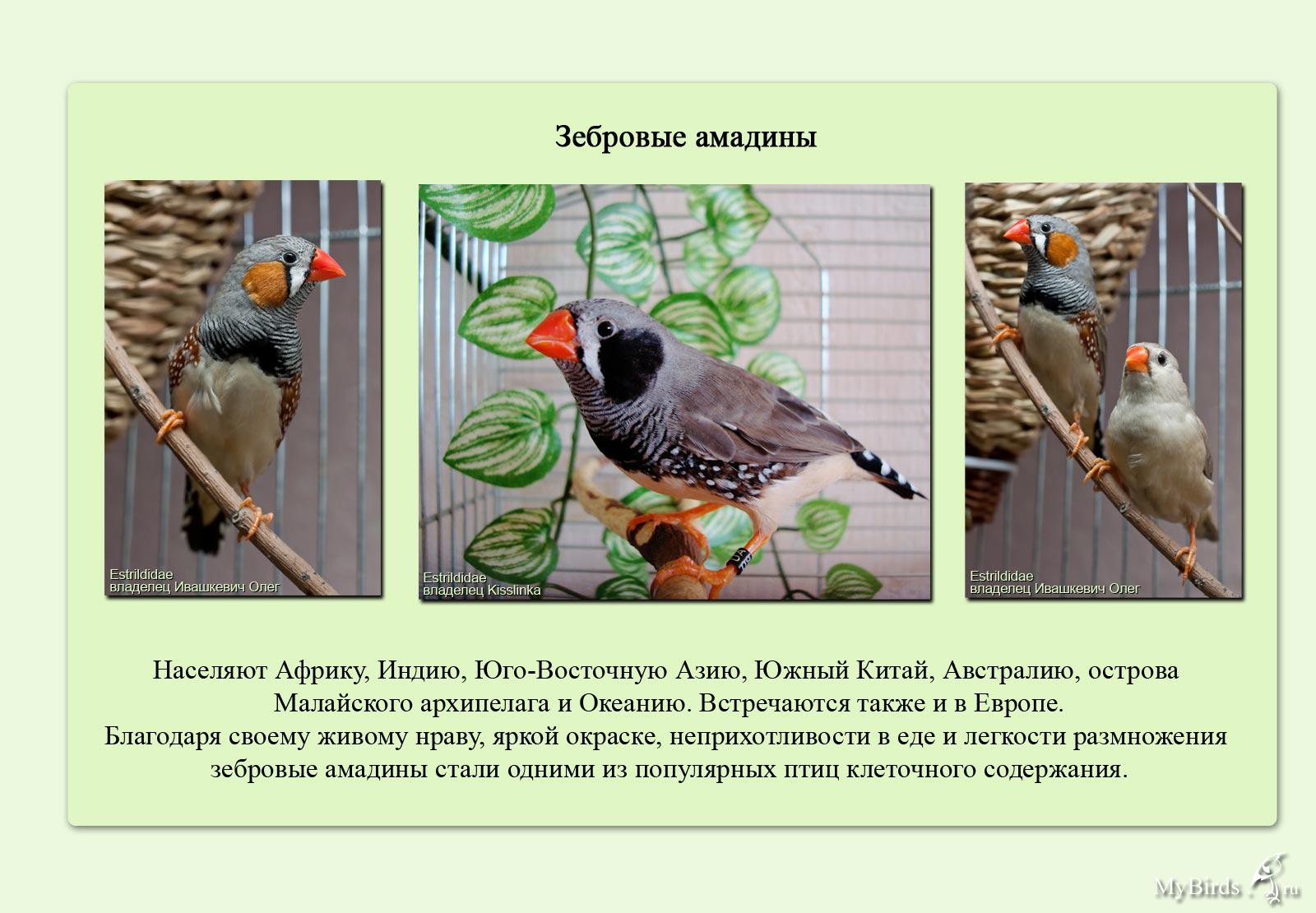 Птицы амадины, интересные факты, ареал распространения, повадки