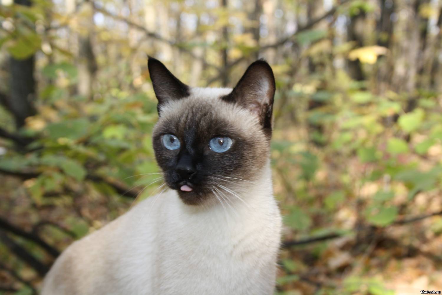 Сиамская кошка: условия для содержания и описание характера