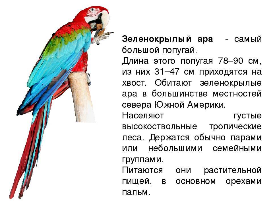 Попугай ара: разновидности и содержание в неволе