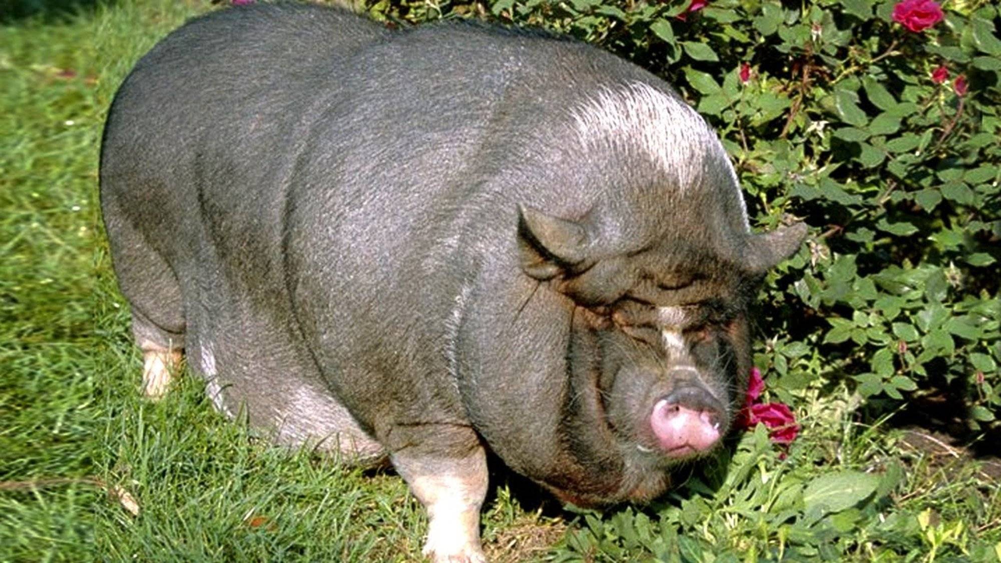 Крупная белая свинья — характеристика, фото и описание, условия содержания, перспективы разведения. | cельхозпортал
