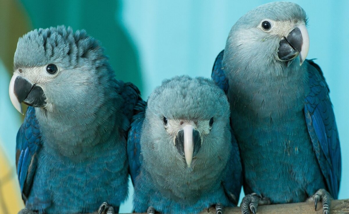 Голубой ара: как выглядит, где обитаем, чем питается и интересные факты (фото)