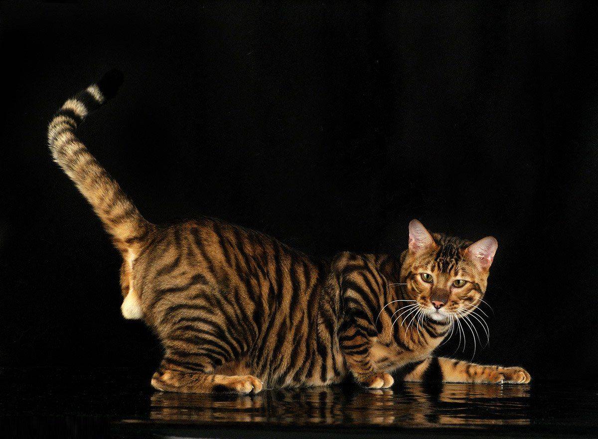 Бурманская кошка (бурма): описание породы, история происхождения бурмиллы, стандарты, характер, все о кошке, цена
