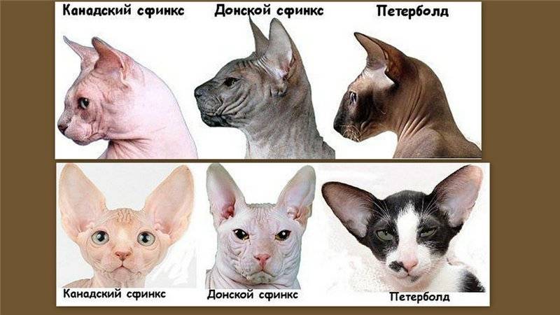 Дикие кошки: виды, отличия, черты, особенности, питание, фото, видео - мир кошек