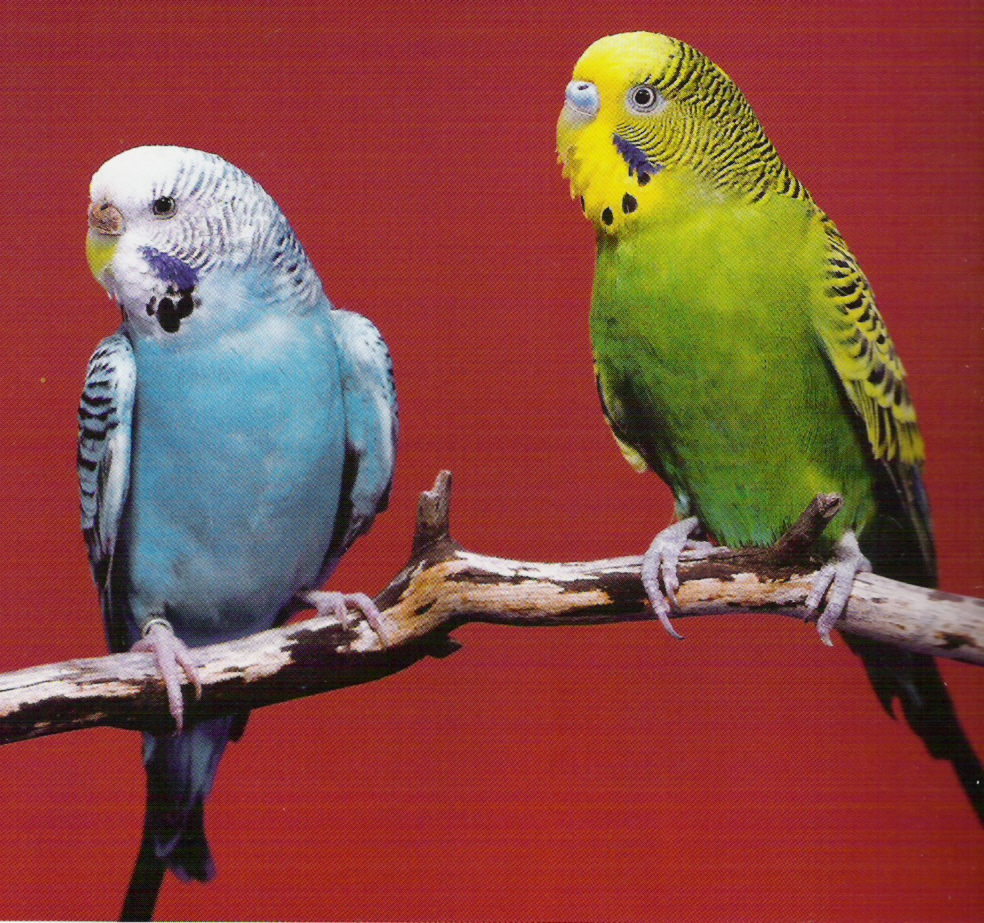 Говорящий попугай: какие птицы легче всего учатся говорить