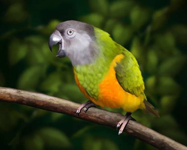 Сенегальский попугай: особенности, виды, фото, разведение, содержание в домашних условиях