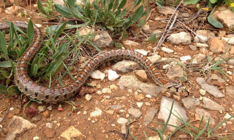 Змеи крыма - описание ядовитых и безопасных видов