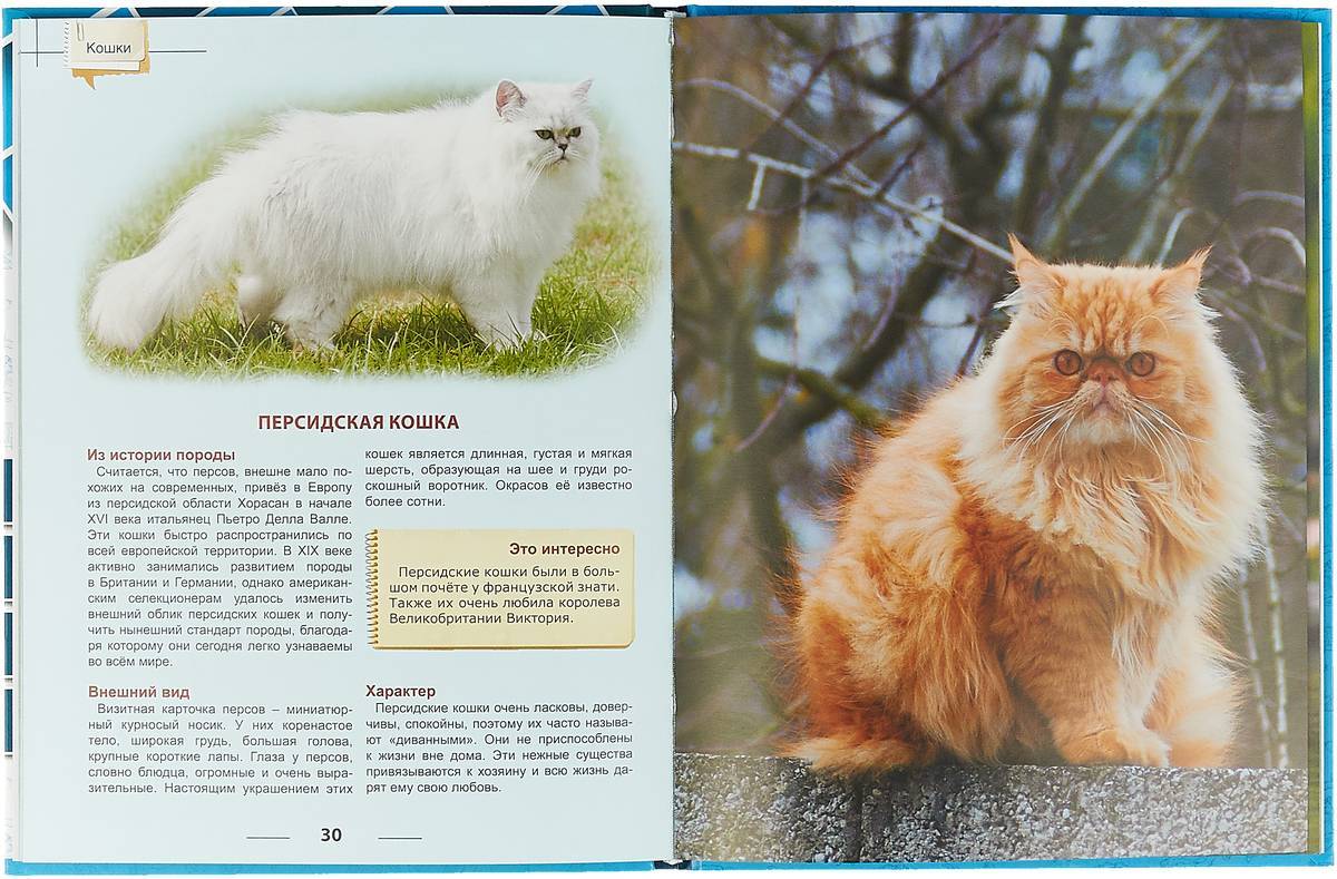 Персидская кошка — самая роскошная и требовательная порода