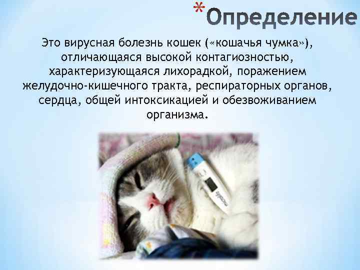 Чумка у кошек - пути передачи и инкубационный период, симптомы, диагностика, методы лечения и дезинфекция