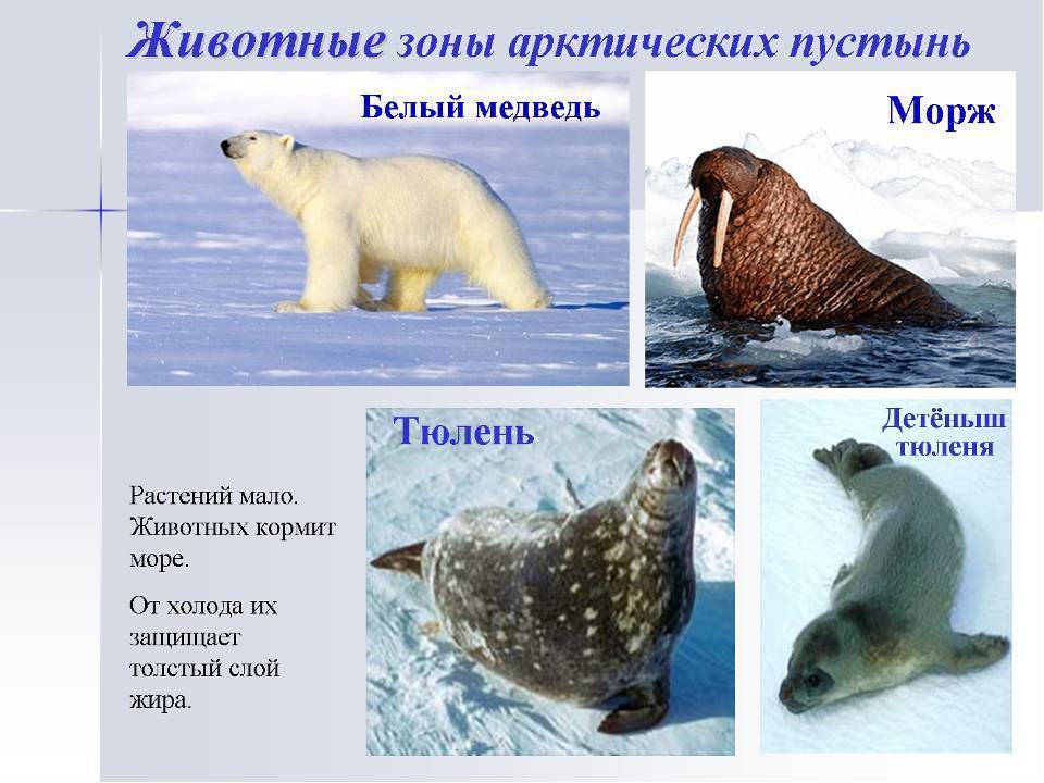Животные севера: фото и названия, характеристики, интересные факты :: syl.ru