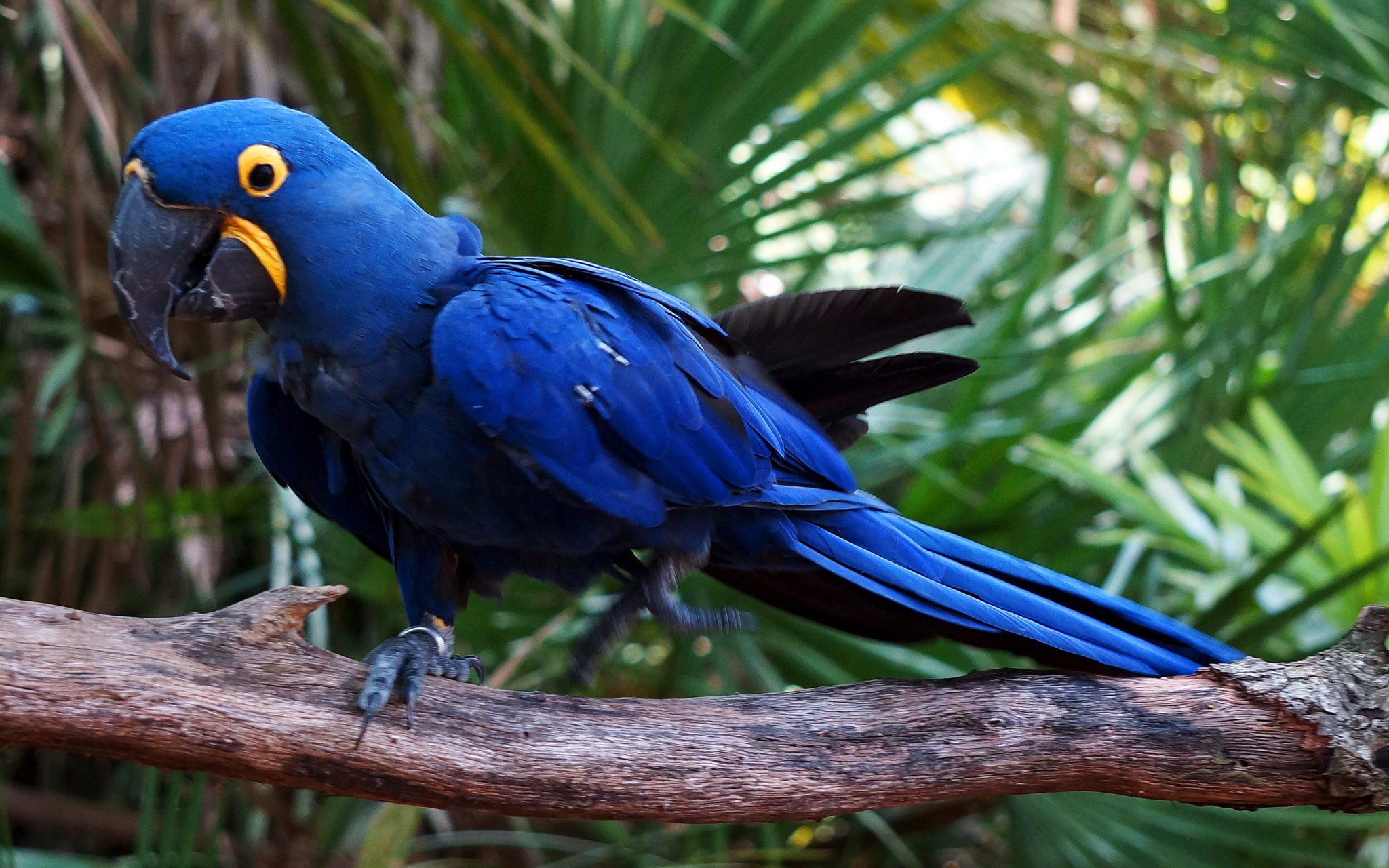 Топ-10 самых больших в мире попугаев